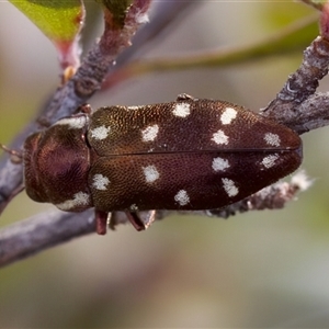 Diphucrania duodecimmaculata at Denman Prospect, ACT - 25 Nov 2024