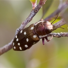 Diphucrania duodecimmaculata at Denman Prospect, ACT - 25 Nov 2024 04:24 PM