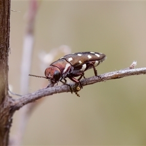 Diphucrania duodecimmaculata at Denman Prospect, ACT - 25 Nov 2024