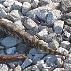 Tiliqua scincoides scincoides (Eastern Blue-tongue) at Pillar Valley, NSW - 27 Nov 2024 by Topwood