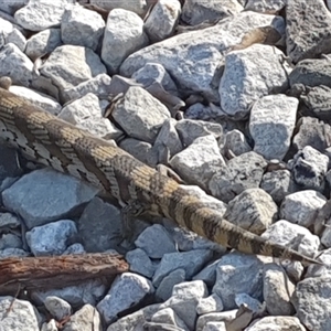 Tiliqua scincoides scincoides at Pillar Valley, NSW by Topwood