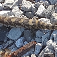 Tiliqua scincoides scincoides at Pillar Valley, NSW - 27 Nov 2024 07:44 AM