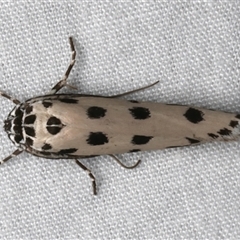 Ethmia sphaerosticha (A Gelechioid moth (Ethmiidae)) at Bulli, NSW - 24 Nov 2024 by jb2602