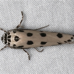 Ethmia sphaerosticha at Bulli, NSW - 24 Nov 2024 10:30 PM