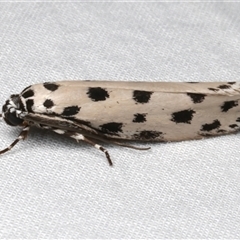 Ethmia sphaerosticha at Bulli, NSW - 24 Nov 2024 10:30 PM