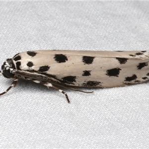 Ethmia sphaerosticha at Bulli, NSW - 24 Nov 2024