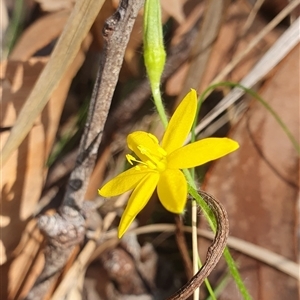 Hypoxis sp. at Pillar Valley, NSW - 27 Nov 2024 09:43 AM