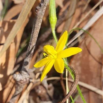 Hypoxis sp. at Pillar Valley, NSW - 27 Nov 2024 by Topwood