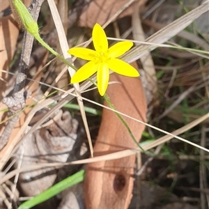 Hypoxis sp. at Pillar Valley, NSW - 27 Nov 2024 09:43 AM