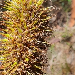 Unidentified Grass at Pillar Valley, NSW - 27 Nov 2024 by Topwood