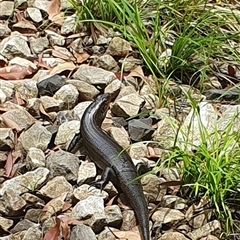 Egernia major (Land Mullet) at Pillar Valley, NSW - 27 Nov 2024 by Topwood