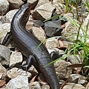 Egernia major at Pillar Valley, NSW - 27 Nov 2024 12:12 PM