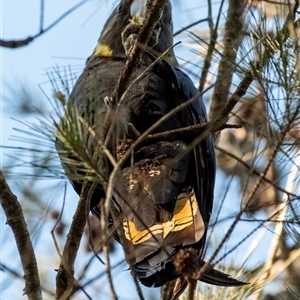 Calyptorhynchus lathami lathami at Wingello, NSW - suppressed