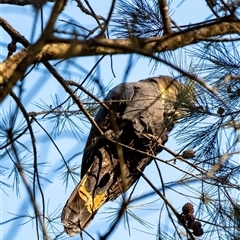 Calyptorhynchus lathami lathami at Wingello, NSW - suppressed