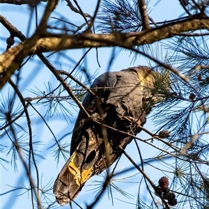 Calyptorhynchus lathami lathami at Wingello, NSW - suppressed