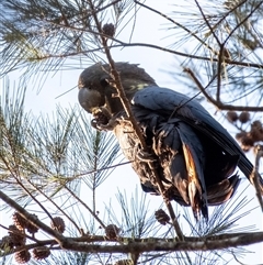 Calyptorhynchus lathami lathami at Wingello, NSW - suppressed