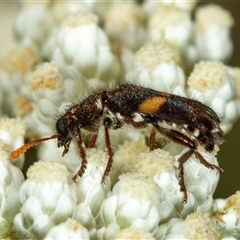 Eleale pulchra (Clerid beetle) at Bungonia, NSW - 26 Nov 2024 by AlisonMilton