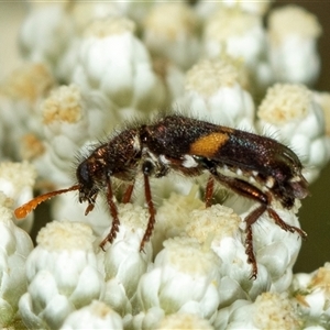 Eleale pulchra at Bungonia, NSW - 26 Nov 2024