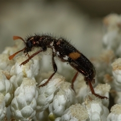 Eleale pulchra at Bungonia, NSW - 26 Nov 2024