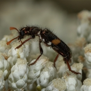 Eleale pulchra at Bungonia, NSW - 26 Nov 2024