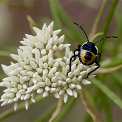 Commius elegans at Denman Prospect, ACT - 25 Nov 2024 by KorinneM