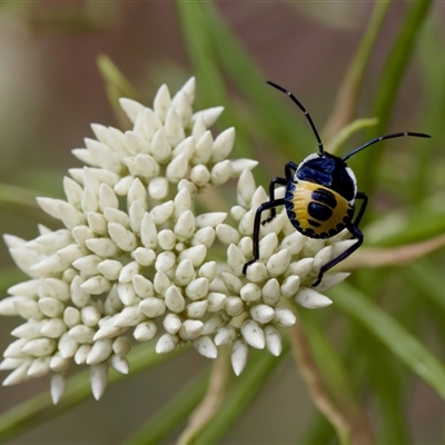 Commius elegans at Denman Prospect, ACT - 25 Nov 2024 by KorinneM