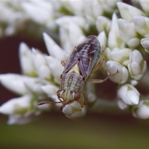 Germalus victoriae (A seed bug) at Denman Prospect, ACT by KorinneM