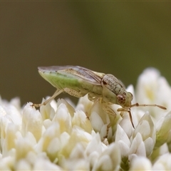 Germalus victoriae at Denman Prospect, ACT - 25 Nov 2024