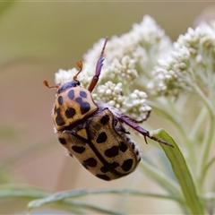 Neorrhina punctata (Spotted flower chafer) at Denman Prospect, ACT - 25 Nov 2024 by KorinneM