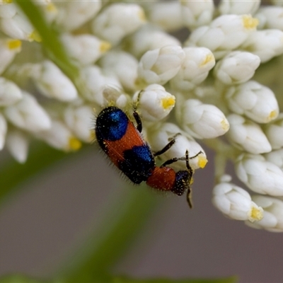 Dicranolaius cinctus (Notched-leg Red & Blue Flower Beetle) at Denman Prospect, ACT - 25 Nov 2024 by KorinneM