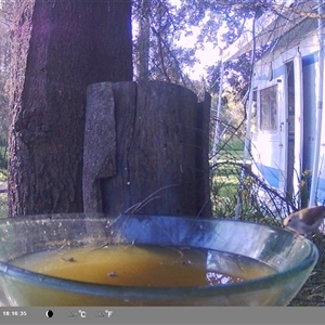 Acanthiza pusilla (Brown Thornbill) at Shark Creek, NSW by Topwood