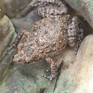 Adelotus brevis at Tyndale, NSW by Topwood