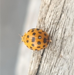 Henosepilachna vigintioctopunctata (28-spotted potato ladybird or Hadda beetle) at Shark Creek, NSW by Topwood