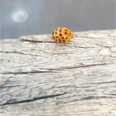 Epilachna vigintioctopunctata at Shark Creek, NSW - 27 Nov 2024