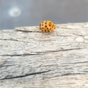 Epilachna vigintioctopunctata at Shark Creek, NSW - 27 Nov 2024 05:17 PM