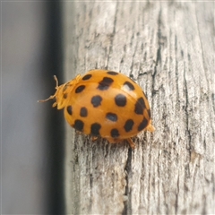 Epilachna vigintioctopunctata at Shark Creek, NSW - 27 Nov 2024