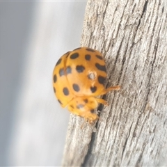 Epilachna vigintioctopunctata at Shark Creek, NSW - 27 Nov 2024 05:17 PM