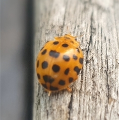 Epilachna vigintioctopunctata at Shark Creek, NSW - 27 Nov 2024