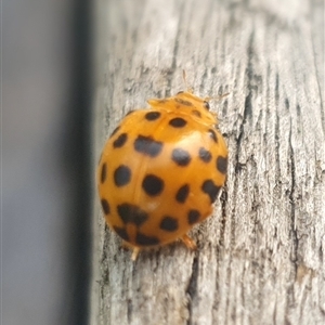 Epilachna vigintioctopunctata at Shark Creek, NSW - 27 Nov 2024 05:17 PM