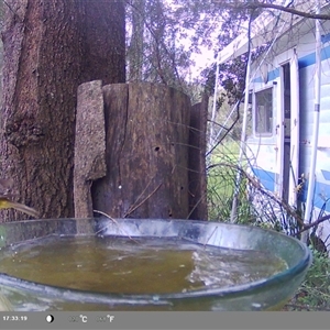 Eopsaltria australis (Eastern Yellow Robin) at Shark Creek, NSW by Topwood