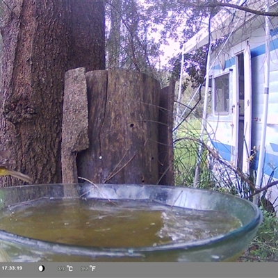 Eopsaltria australis (Eastern Yellow Robin) at Shark Creek, NSW - 19 Nov 2024 by Topwood