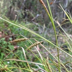 Carex polyantha (A Sedge) at Rendezvous Creek, ACT - 27 Nov 2024 by JaneR