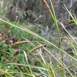 Carex polyantha at Rendezvous Creek, ACT - 27 Nov 2024