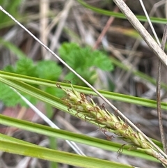 Carex polyantha at Rendezvous Creek, ACT - 27 Nov 2024 12:03 PM