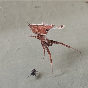 Philoponella congregabilis at Yass River, NSW - 17 Nov 2024 10:15 AM