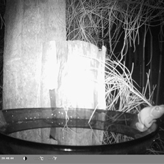 Litoria caerulea at Shark Creek, NSW - 23 Nov 2024 09:11 PM