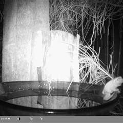 Litoria caerulea at Shark Creek, NSW - 23 Nov 2024 09:11 PM