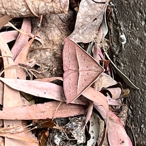 Epidesmia chilonaria at Chifley, ACT - 26 Nov 2024