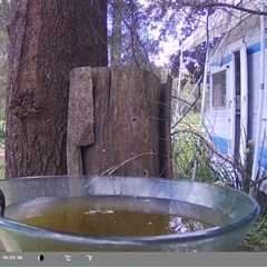 Meliphaga lewinii (Lewin's Honeyeater) at Shark Creek, NSW - 25 Nov 2024 by Topwood