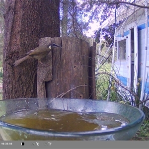 Meliphaga lewinii at Shark Creek, NSW - 25 Nov 2024 10:33 AM